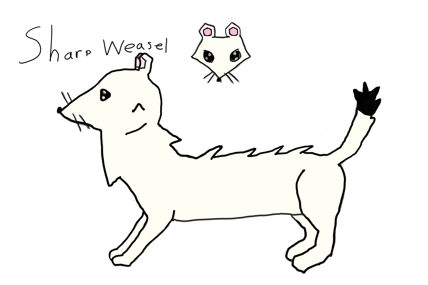 a reference sheet of Sharp Weasel, who is a white stoat with a black tipped tail